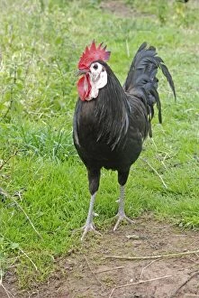 Faced Gallery: White-faced Black Spanish Fowl - male - rare breed