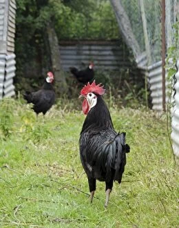 Faced Gallery: White-faced Black Spanish Fowl - rare breed of chicken