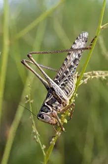 Crickets Prints: WHITE-FACED BUSH CRICKET