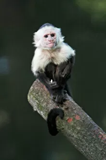 White faced capuchin monkey sitting log