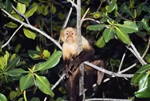 White Faced Prints: White-faced Capucin Monkey Costa Rica
