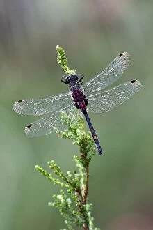 White Faced Darter - male resting on heather