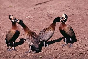 Images Dated 30th March 2005: White-faced Ducks / White-faced Whistling-ducks / White-faced Tree-ducks Allo-preening