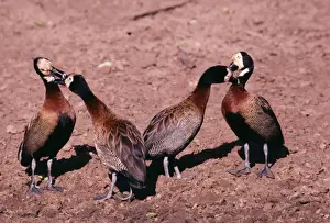 White Faced Prints: White-faced Ducks / White-faced Whistling-ducks / White-faced Tree-ducks Allo-preening
