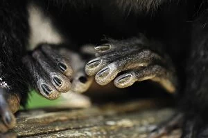 White-faced / Golden-faced / Guianan - close up of hands