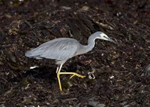 Images Dated 1st January 2000: White-faced Heron