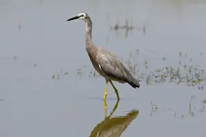 Heron Prints: White-faced Heron A common species found right throughout Australia from the coast to ephemeral water far inland
