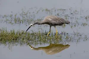 White-faced Heron A common species found right throughout Australia from the coast to ephemeral water far inland. Abundant on irrigated pastures and shallow wetlands