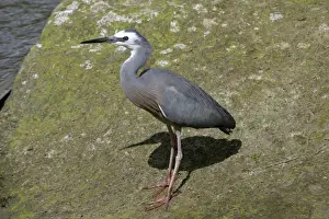 White Faced Prints: White-faced Heron Henderson Creek, Auckland, New Zealand