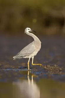 Images Dated 15th July 2009: White-Faced Heron - on mudflats near mangroves - Queensland - Australia