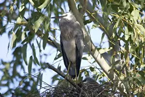 White Faced Prints: White-faced Heron - At nest with chicks