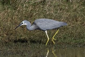Images Dated 11th May 2007: White-faced Heron Found right throughout Australia wherever there are wetlands freshwater and marine