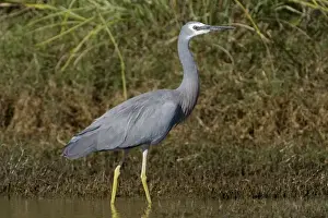 White Faced Prints: White-faced Heron Found right throughout Australia wherever there are wetlands freshwater and marine