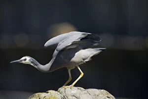 Images Dated 5th December 2007: White-faced Heron On rocks at Kaikoura, east coast of the South Island of New Zealand