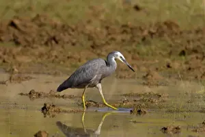 White-faced Heron stirring water with foot Foraging in a shallow pool along the Gibb River Road, Kimberley, Western Australia