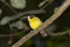 Images Dated 31st August 2009: White-faced Robin In Iron Range National Park, Cape York, Australia