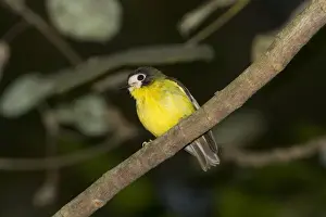 White Faced Prints: White-faced Robin In Iron Range National Park, Cape York, Australia