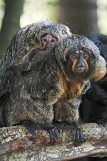Images Dated 18th September 2008: White-faced Saki - female with baby