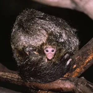 White Faced Prints: White-faced Saki Monkey - mother with baby peering out - South America