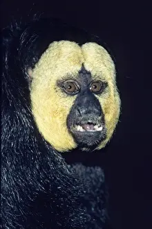 White Faced Prints: White-faced Saki- portrait of male, Apeldoorn, Holland