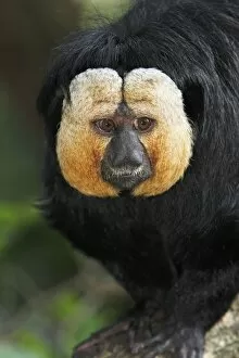 Images Dated 18th September 2008: White-faced Saki - portrait of male