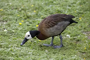Trust Prints: White-faced tree duck - grazing - Wildfowl and Wetlands Trust Slimbridge UK