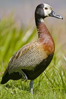 White-faced Whistling Duck at Bushman s