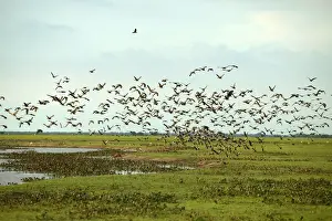 White Faced Prints: White-faced Whistling Duck in the llanos. Hato El Cedral, Venezuela