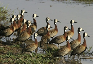 Images Dated 21st April 2004: White-faced Whistling Duck in the llanos Hato El Cedral, Venezuela