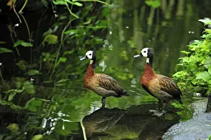 White Faced Prints: White-faced Whistling Duck - Masoala National Park - Madagascar