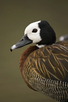 Images Dated 9th February 2007: White-faced Whistling Duck Portrait Northern Namibia, Namibia, Africa