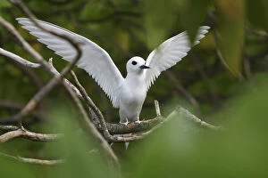 Perching Gallery: White Fairy Tern, Gygii alba, Ducie Island