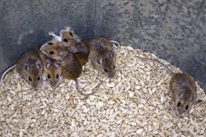 Images Dated 20th March 2008: White-footed / Deer Mice - In seed barrel