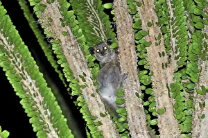 White-footed Sportive Lemur - on Alluaudia spiny plant - Berenty Private Reserve - Southern Madagascar
