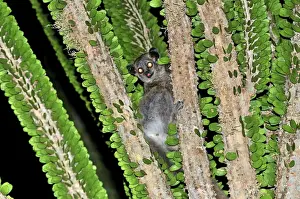 White-footed Sportive Lemur - on Alluaudia spiny plant - Berenty Private Reserve - Southern Madagascar