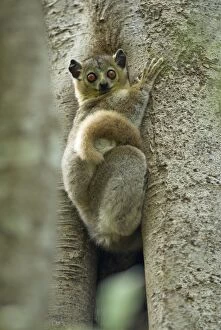Images Dated 23rd October 2006: White-footed Sportive Lemur - Climbing tree Berenty. Madagascar
