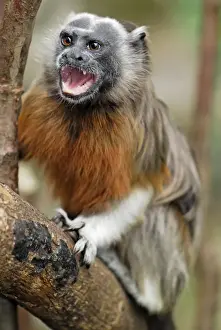 Tamarin Prints: White-footed Tamarin / Silvery-brown Bare-faced Tamarin - Northern Colombia