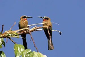 Images Dated 8th July 2004: White-fronted Bee-Eater - two on branch. South Luangwa Valley National Park - Zambia - Africa