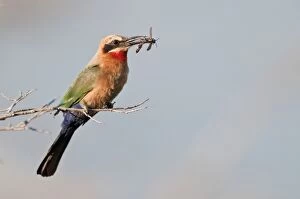 White-fronted Bee-Eater - with insect food in bill