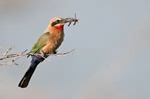 White Fronted Prints: White-fronted Bee-Eater - with insect food in bill - Okavango River - Botswana