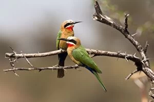 White-fronted Bee-eater - pair on branch