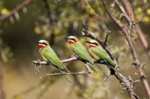 White-fronted Bee-eater - three sitting on branch