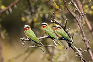 White Fronted Prints: White-fronted Bee-eater - three sitting on branch - Mashatu Game Reserve - Botswana
