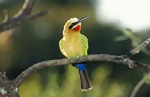 Bee Eater Prints: White Fronted Bee-eater WAT 142 Merops bullockoides © M. Watson / ardea. com