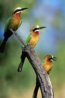 Bird Prints: White Fronted Bee-eaters