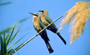White-fronted Bee-eaters CRH 969 Botswana Merops bullockoides &copy; Chris Harvey / ardea. com