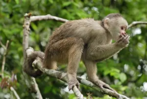 White Fronted Prints: White-fronted Capuchin - Pacaya-Samiria Nationalpark - Iquitos - Peru