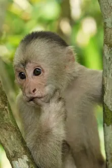 White-fronted Capuchin - Pacaya-Samiria Nationalpark - Iquitos - Peru