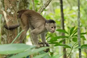 White-fronted Capuchin - Pacaya-Samiria Nationalpark - Iquitos - Peru