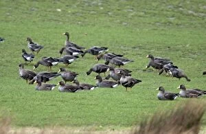 Images Dated 31st January 2008: White-fronted Geese